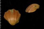 Neithea quinquecostata