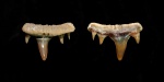 Paraorthacodus recurvus