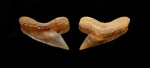 Palaeoanacorax sp.