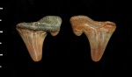 Cretalamna appendiculata