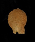 Spondylus sp.