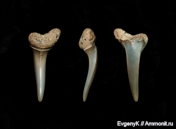 Саратов, зубы акул, Саратовская область, shark teeth
