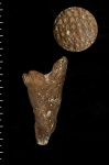Sporadoscinia stellata