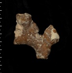 Zittlispongia sp.