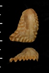 Lopha sp.