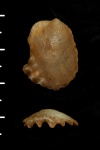 Lopha sp.