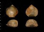 Cyclothyris sp.