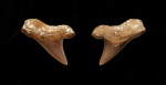 Microcorax sp.