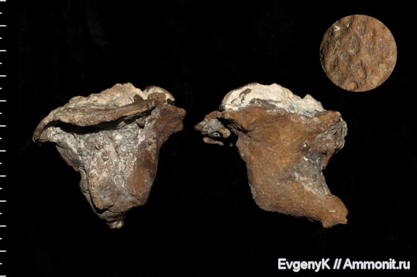 губки, Саратов, Саратовская область, Lepidospongia