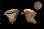 Lepidospongia sp.