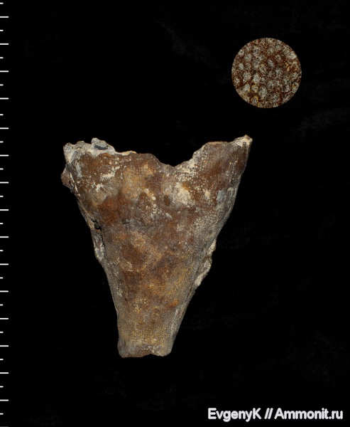 губки, Саратов, Саратовская область, Coscinopora infundibuliformis, Coscinopora