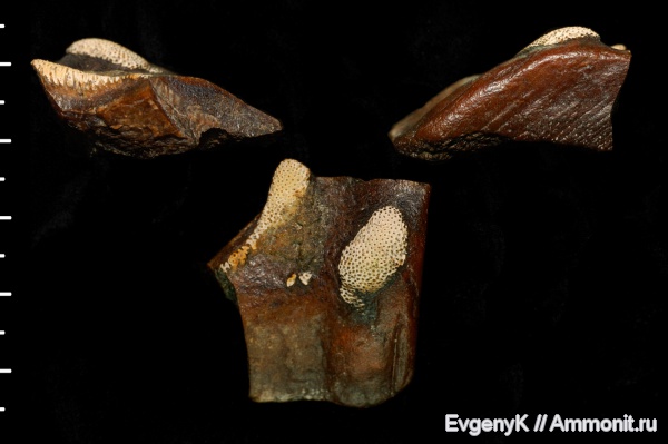 химеры, Саратов, Саратовская область, Edaphodon, Edaphodon sedgwicki
