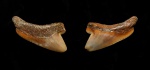 Squalicorax sp.
