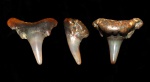 Synechodus sp.