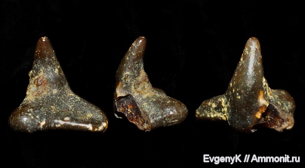 Саратов, зубы акул, Squatina, Саратовская область, shark teeth
