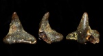 Squatina sp.