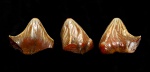 Polyacrodus sp.