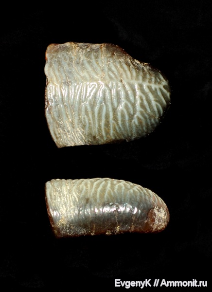 Саратов, сеноман, зубы акул, Саратовская область, Acrodus, Cenomanian, shark teeth