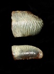 Acrodus sp.