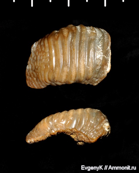 Саратов, сеноман, зубы акул, Ptychodus, Саратовская область, Cenomanian, shark teeth