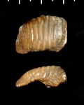 Ptychodus sp.