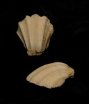 Neithea sp.