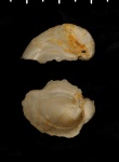 Amphidonta sp.