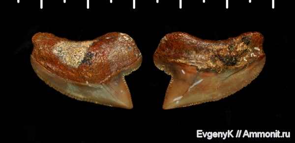 Squalicorax, Саратов, зубы акул, Саратовская область, кампан, Squalicorax kaupi, Campanian, shark teeth