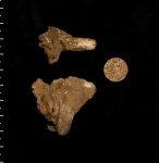Guettardiscyphia roemeri