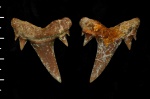 Scapanorhinchus perssoni