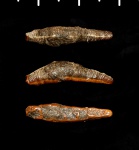 Acrodus lateralis