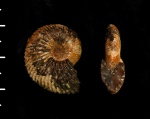 Costacadoceras mundum