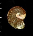 Chamoussetia buckmani