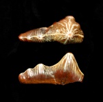 Polyacrodus sp.