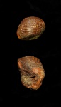 Ptychodus latissimus