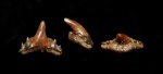Synechodus sp.