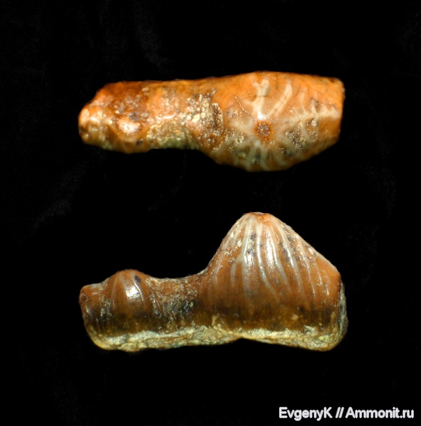 Саратов, сеноман, зубы акул, Polyacrodus, Саратовская область, Cenomanian, shark teeth