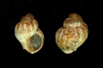 Khetella makaryevensis