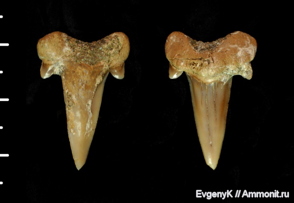 Саратов, Cretalamna, зубы акул, Cretalamna appendiculata, Саратовская область, кампан, Campanian, shark teeth
