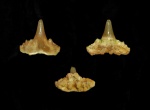Synechodus из кампана