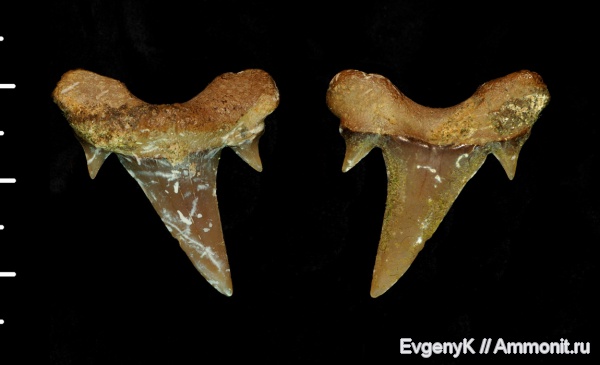 Саратов, зубы акул, Саратовская область, кампан, Campanian, shark teeth