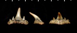 Paraorthacodus sp.