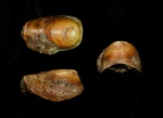 маринакулата Lauturria lauta