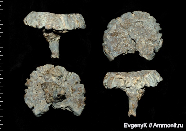 губки, Саратов, Саратовская область, Troegerella