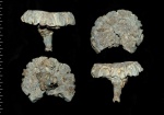 Troegerella sp.