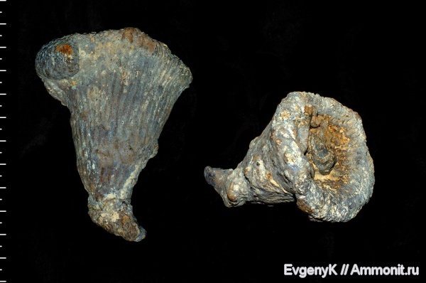 губки, Саратов, Саратовская область, Cephalites, Ortodiscus, Cephalites artafus