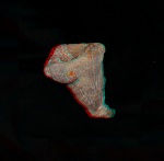 Cephalites (Ortodiscus) artafus
