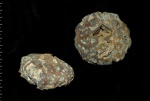 Etheridgea munsteri