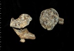 Sestrocladia sp.