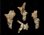 Guettardiscyphia bisalata